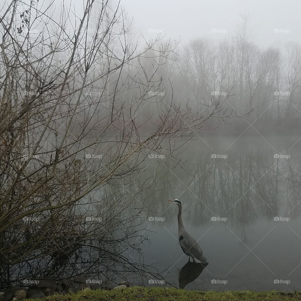Blue Heron On The Lake
