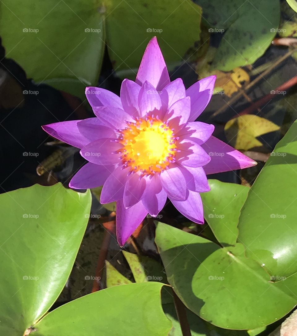 Purple lotus flower plants 