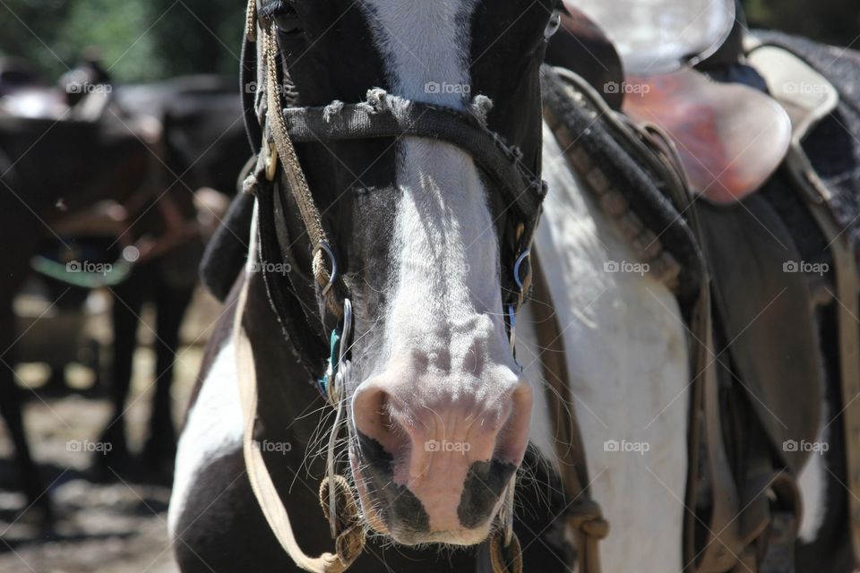 Horse nose 