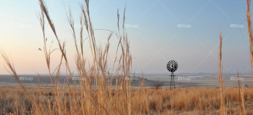 Windmill at dawn in South african countryside through long grass