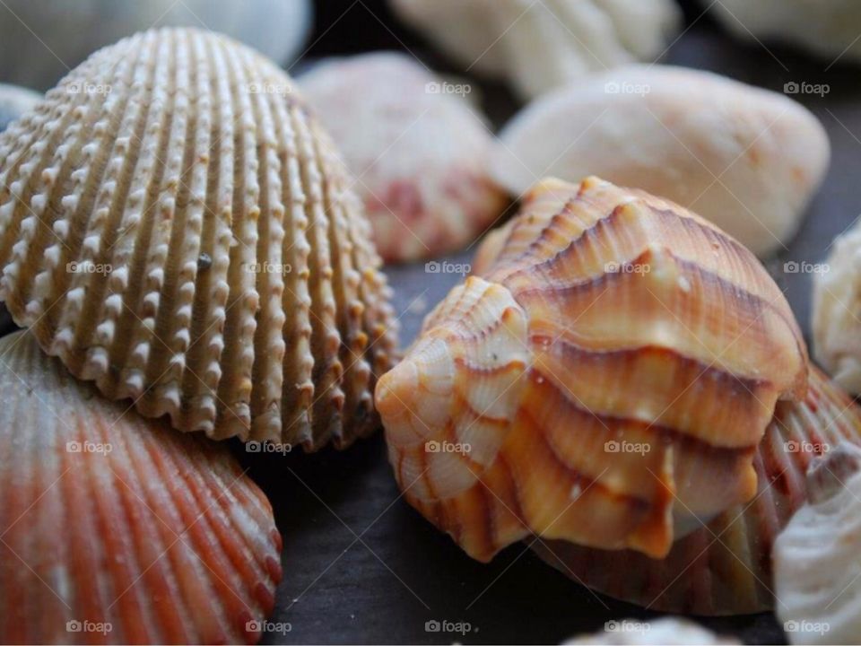 A close-up of seashell and conch shell