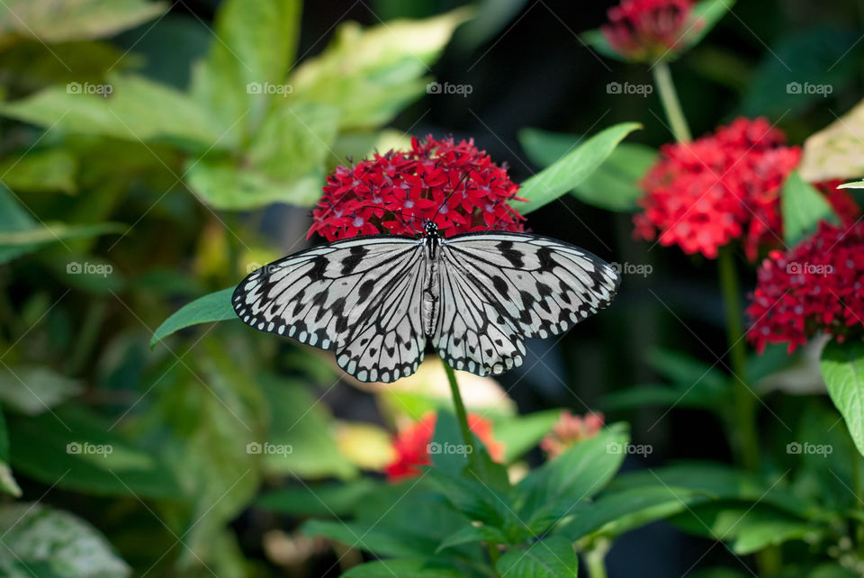 Black and White Butterfly on Red Flower 