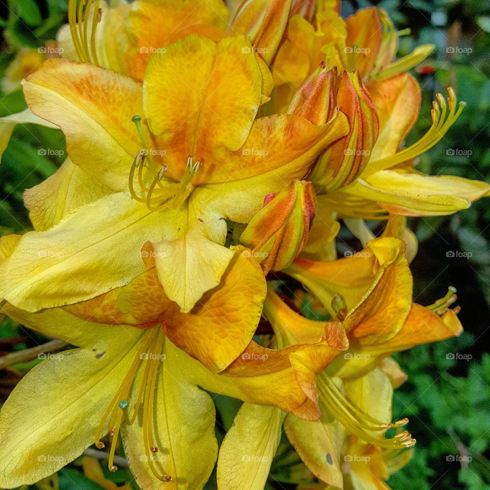 Azalea