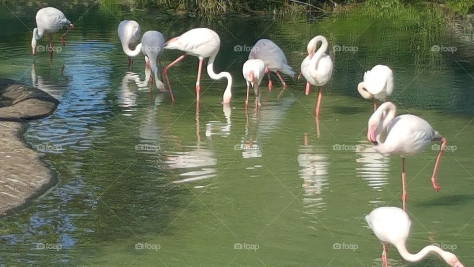 Flamingos relax as they search for did in the water at Animal Kingdom at the Walt Disney World Resort in Orlando, Florida.