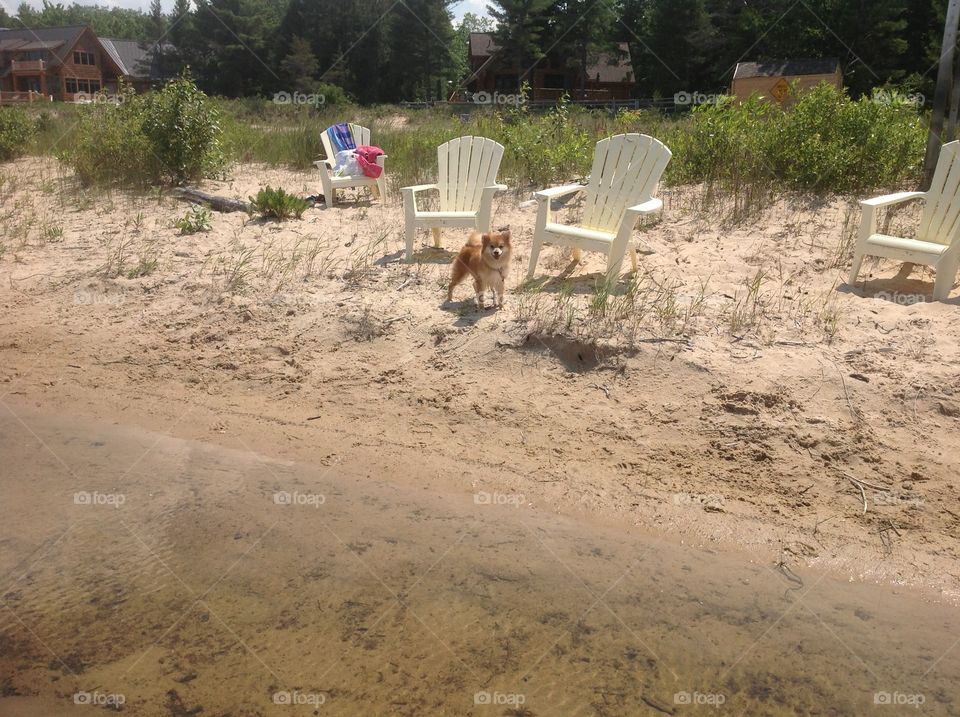 Beach Pup. My dog, at the beach
