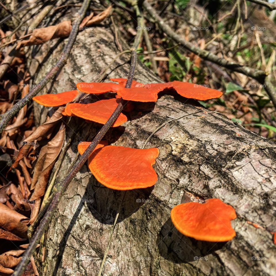 Orange fungi.