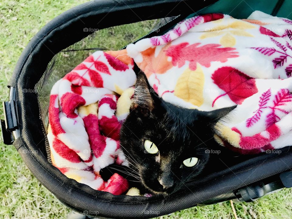 Darling black kitty looking up as she sits all cuddled in blanket in her stroller! 