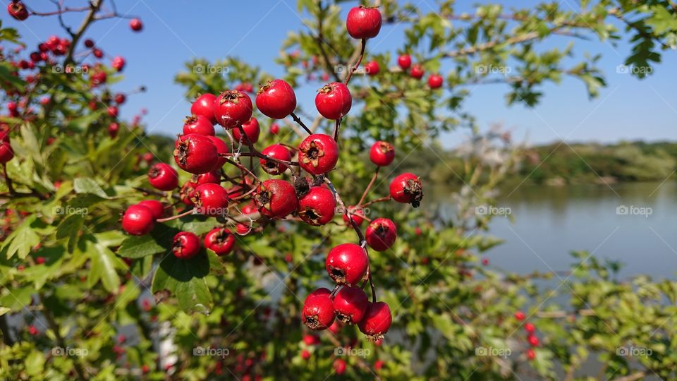 Bright red berries by the lake