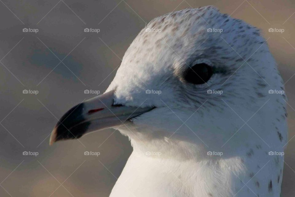 Seagull