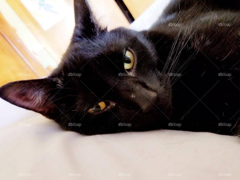 "Good Meowning" featuring my handsome panther, Onyx