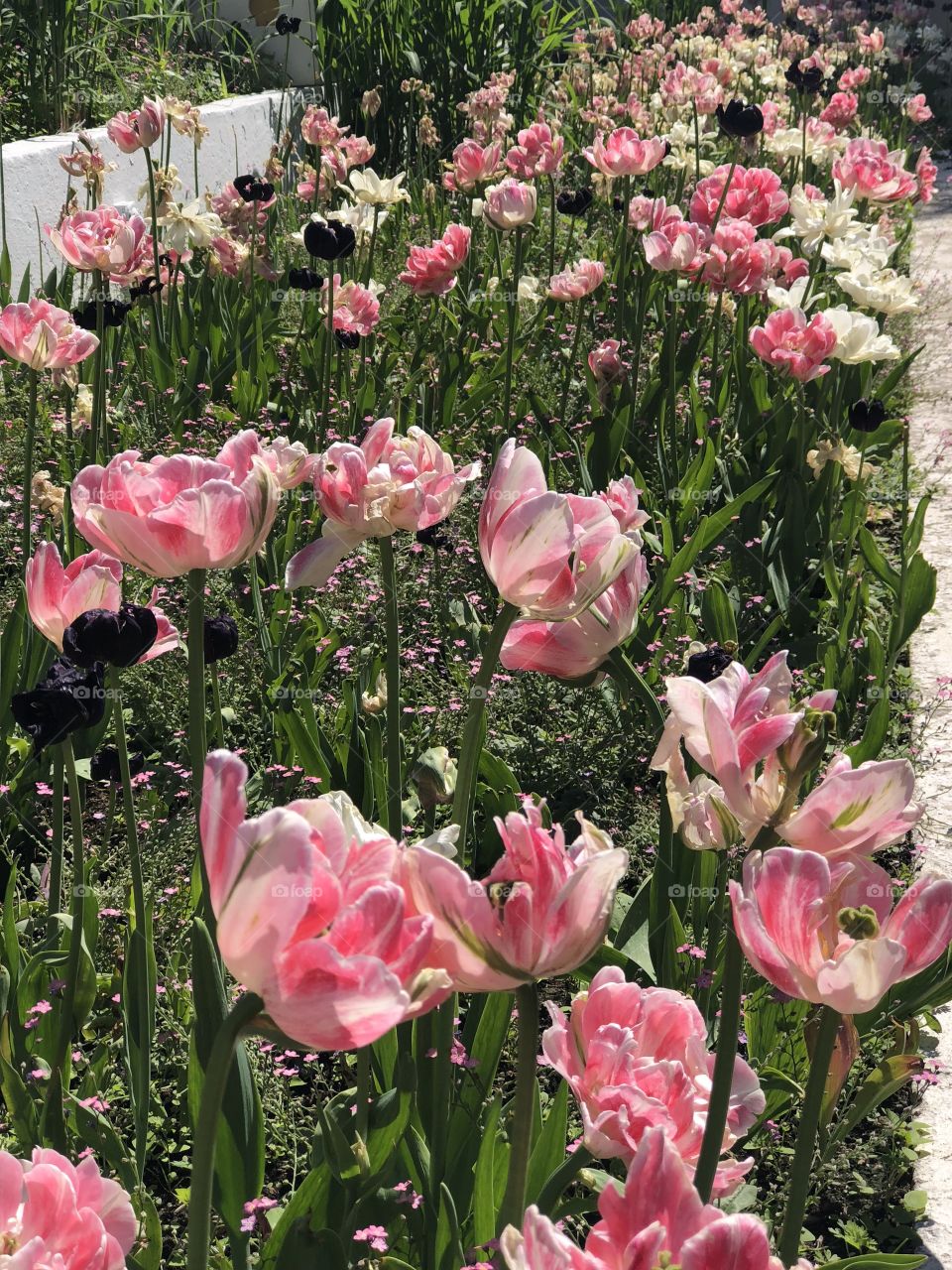 Beautiful garden with pink,white and purple flowers on a sunny day