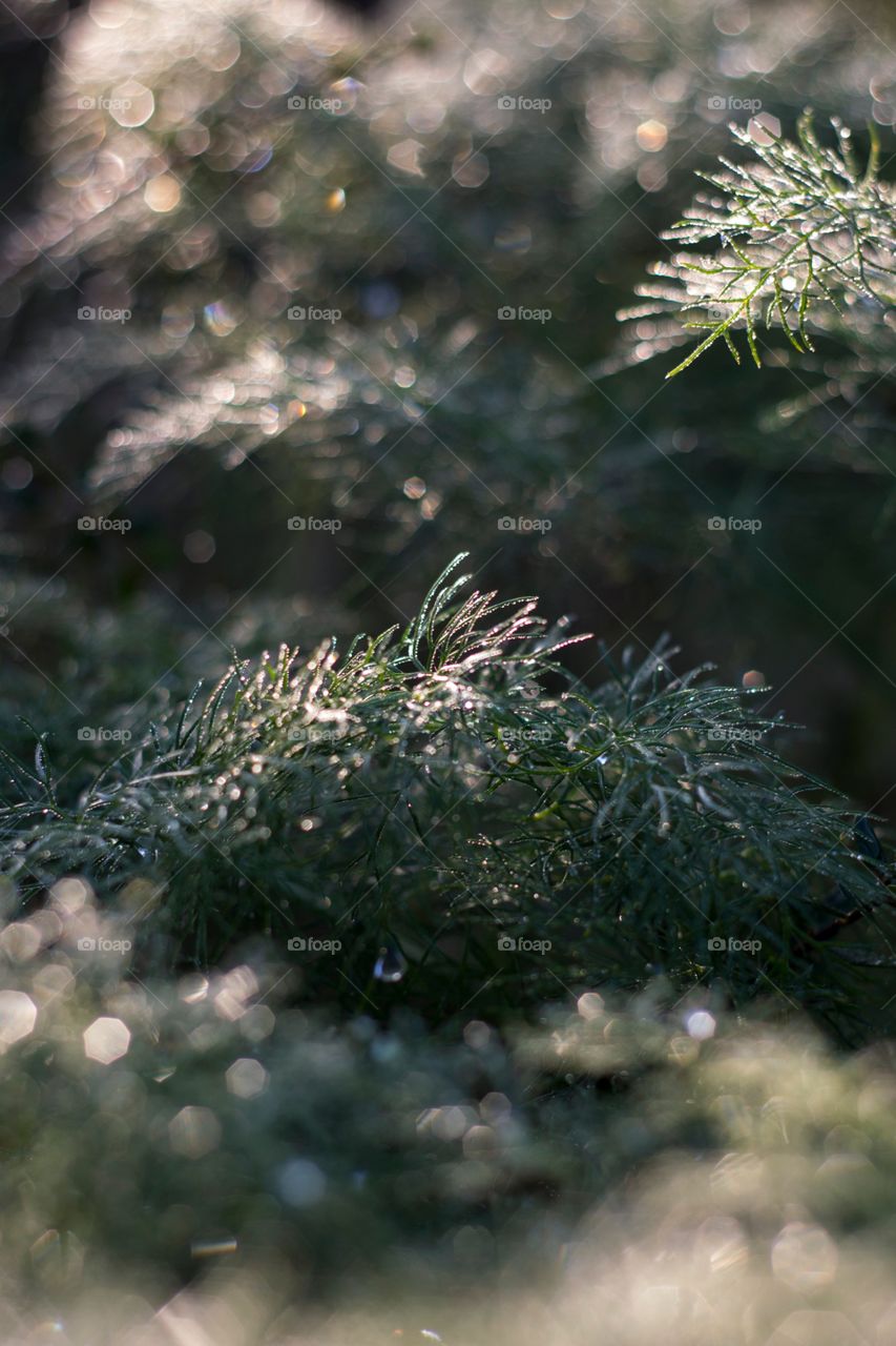 Water drops bokeh on a perfectly lit morning