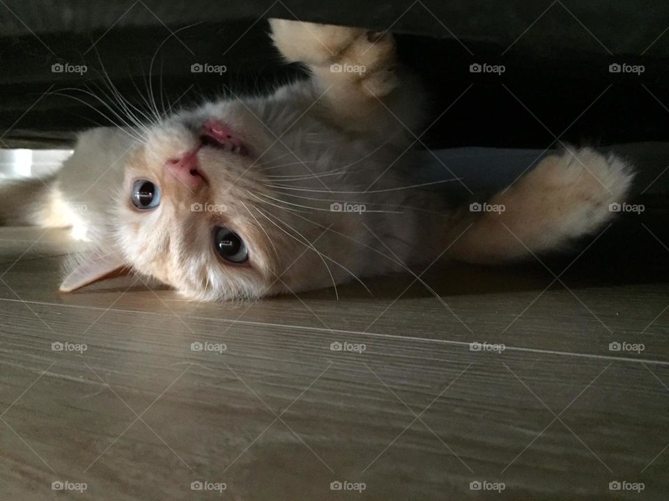 Kitty having fun under the sofa