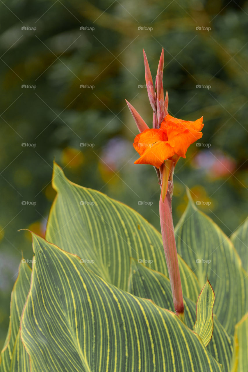 Close-up of blooming flower