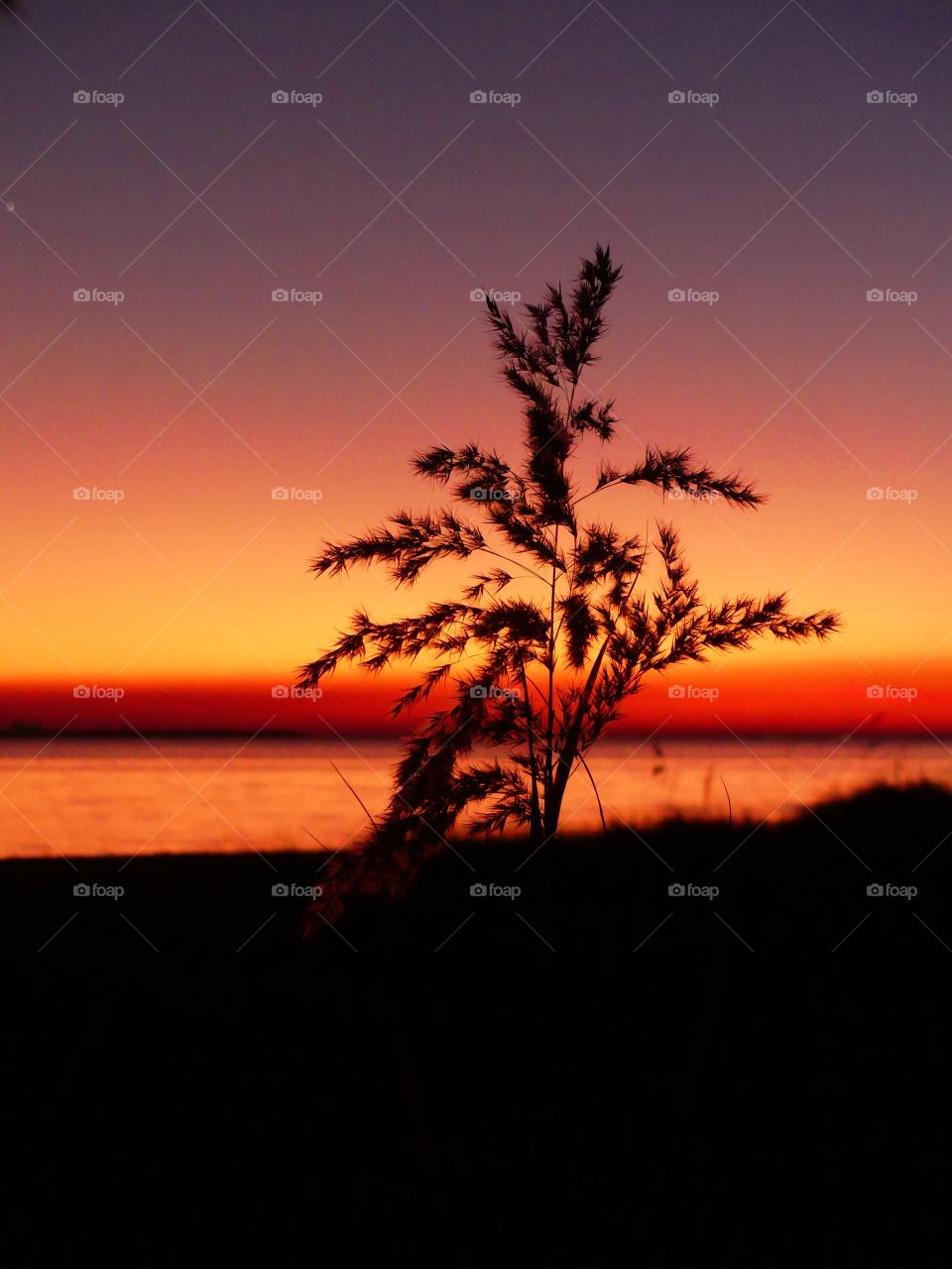 Light: Natural vs artificial Foap missions - A silhouette of a plant is seen in front of a magnificent and colorful sunset.