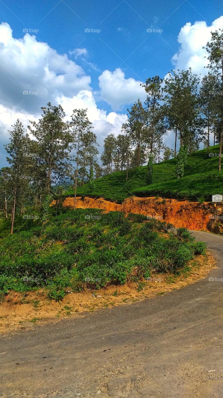 Tea estates in mountains - road