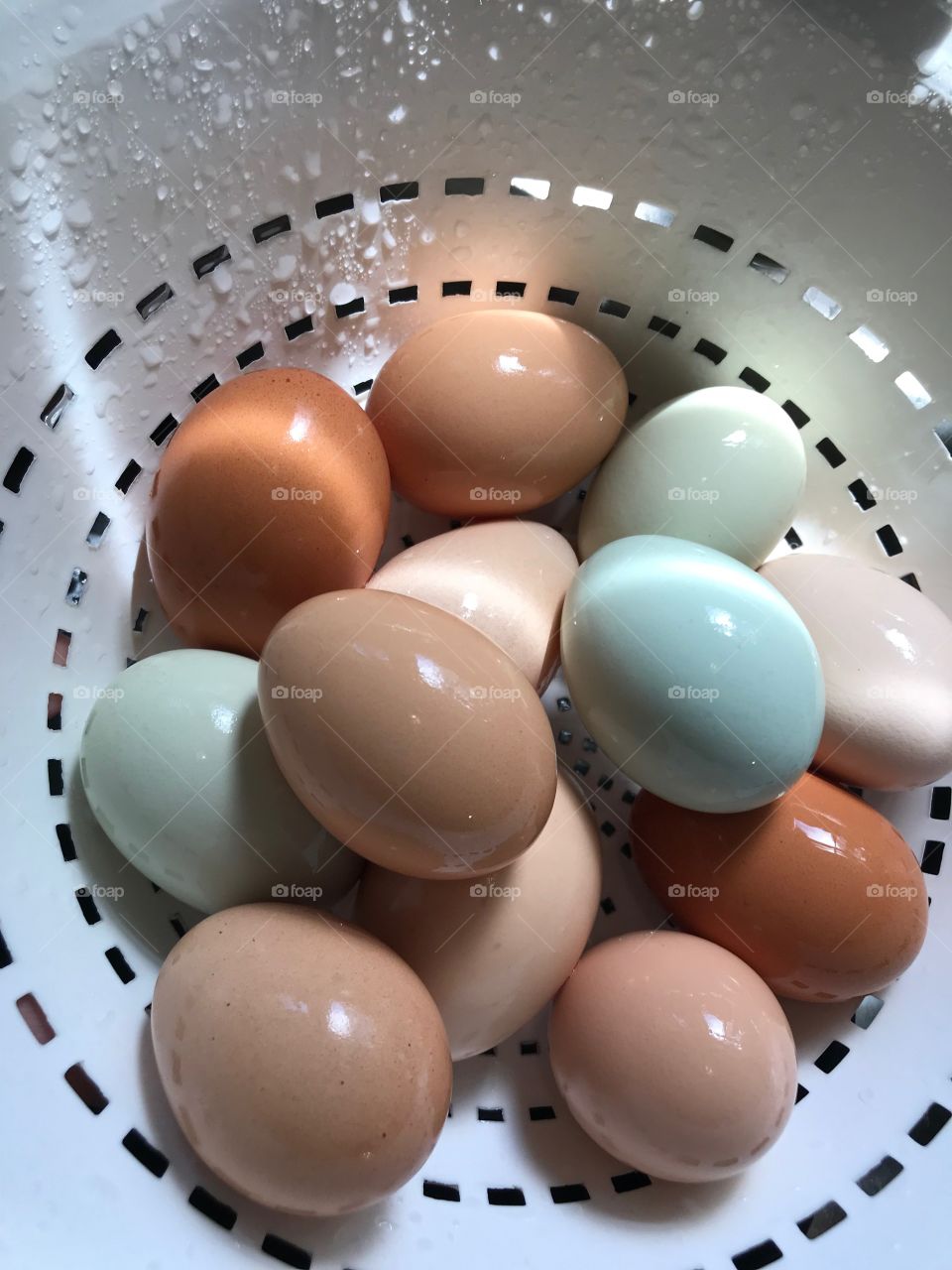 We have the coolest hens!