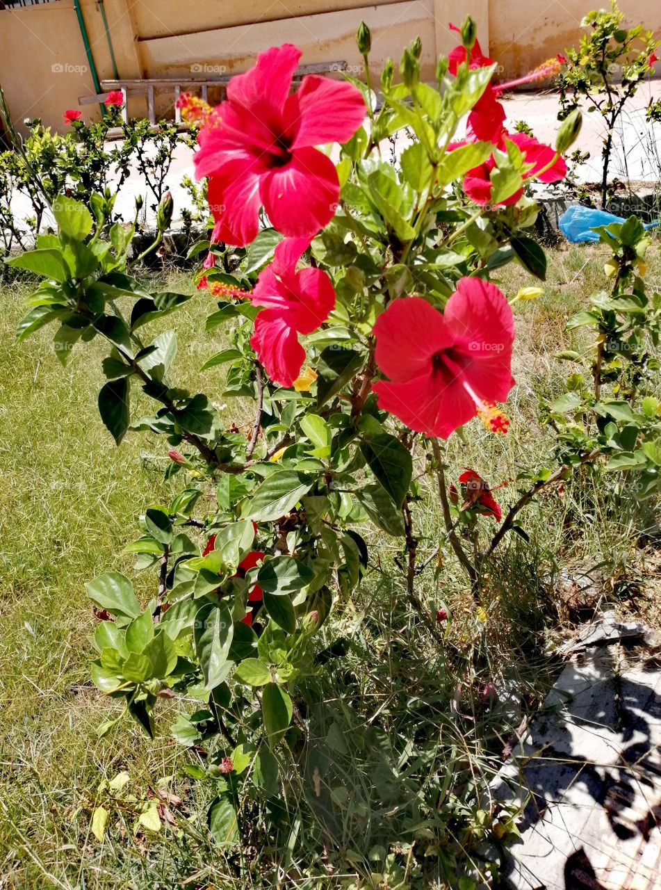 beautiful red flowers in garden