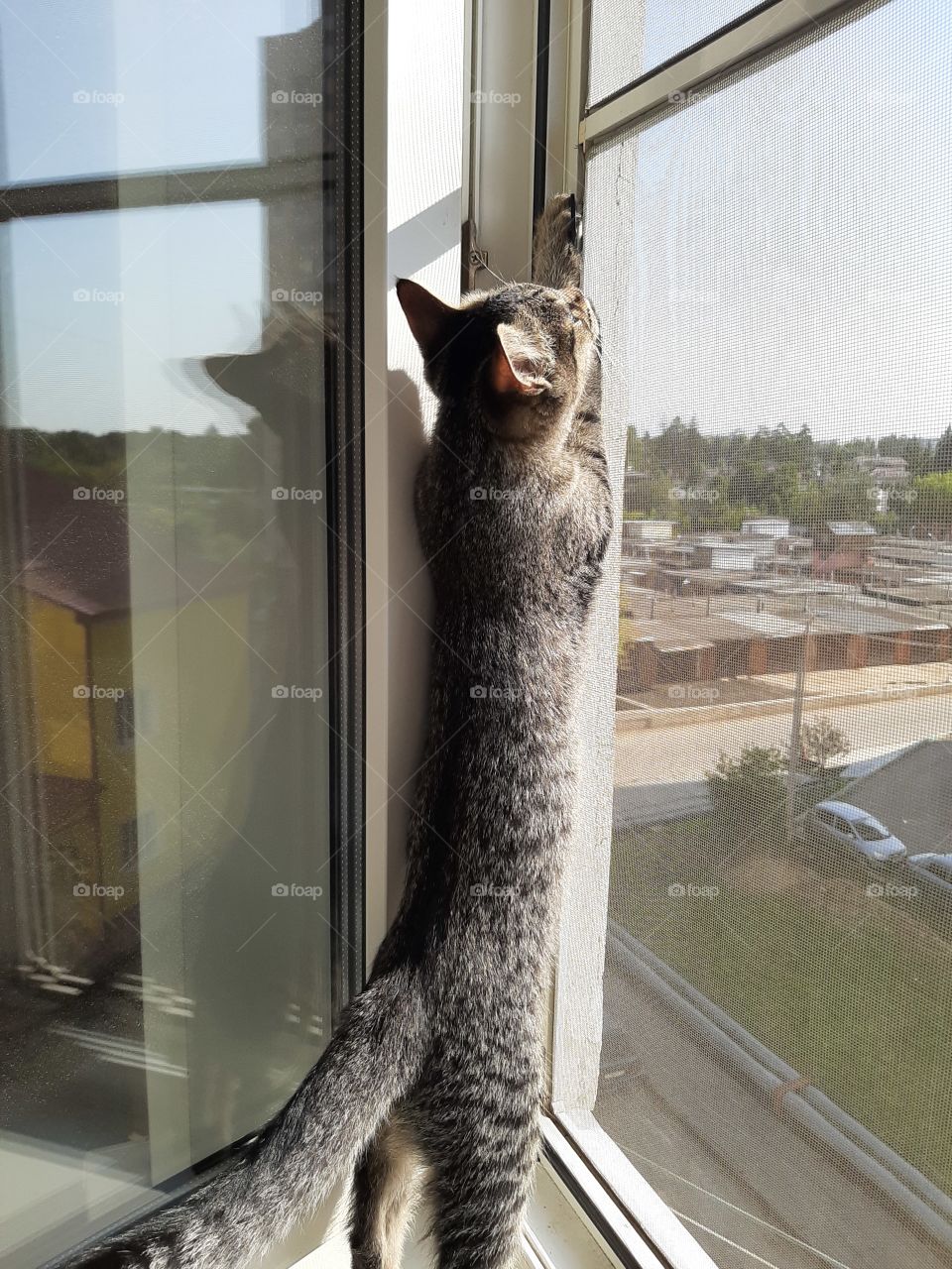 Сейчас,  тебя   достану.........