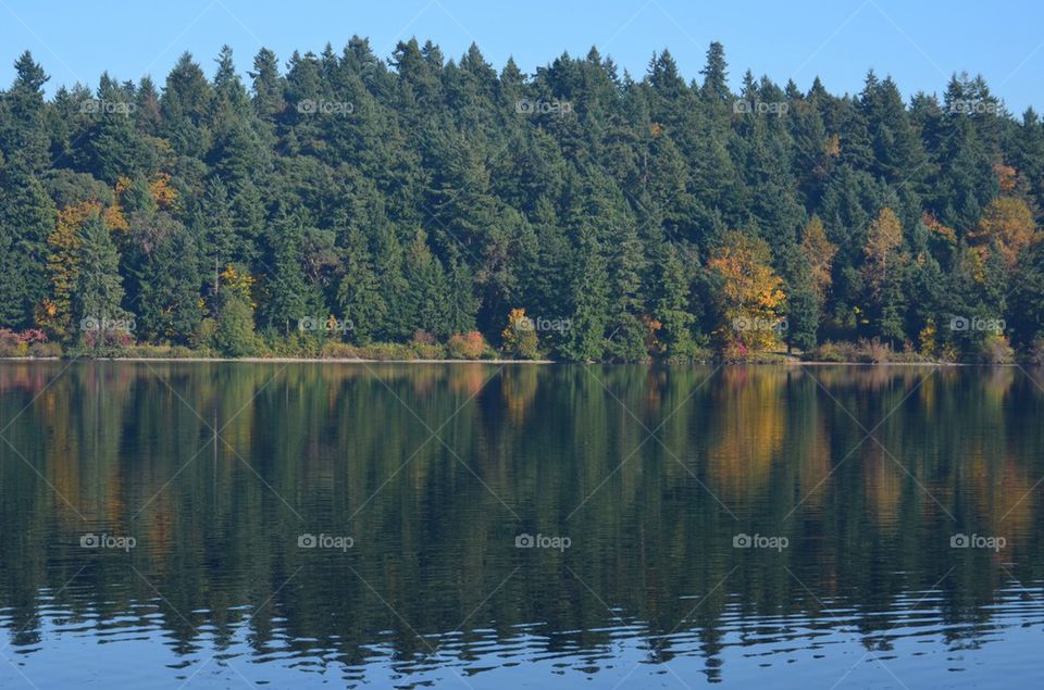 Trees reflecting on the lake