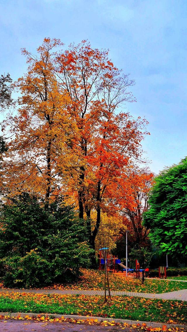Gold autumn
