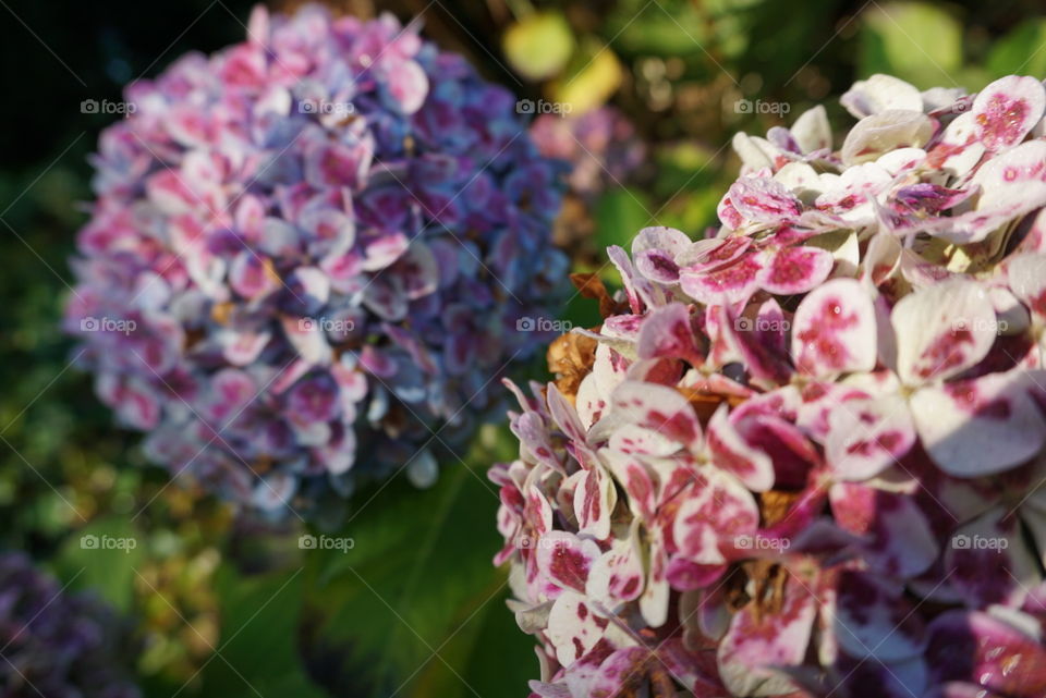 Flowers#colors#nature#blossom#plant