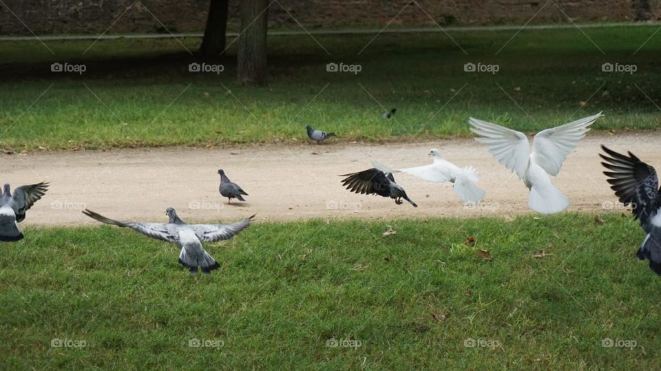 Pigeons#birds#flying#nature