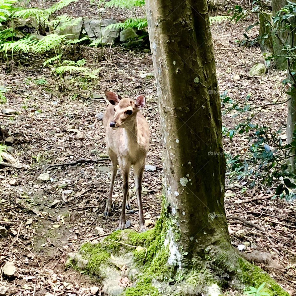 deer in Nara Japan