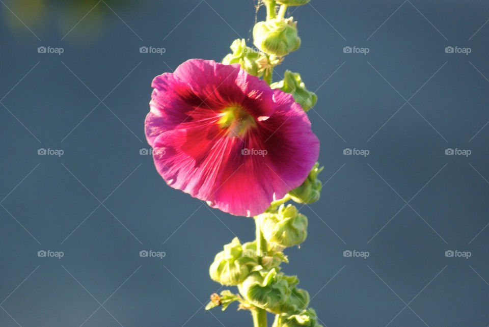flower macro by netapple