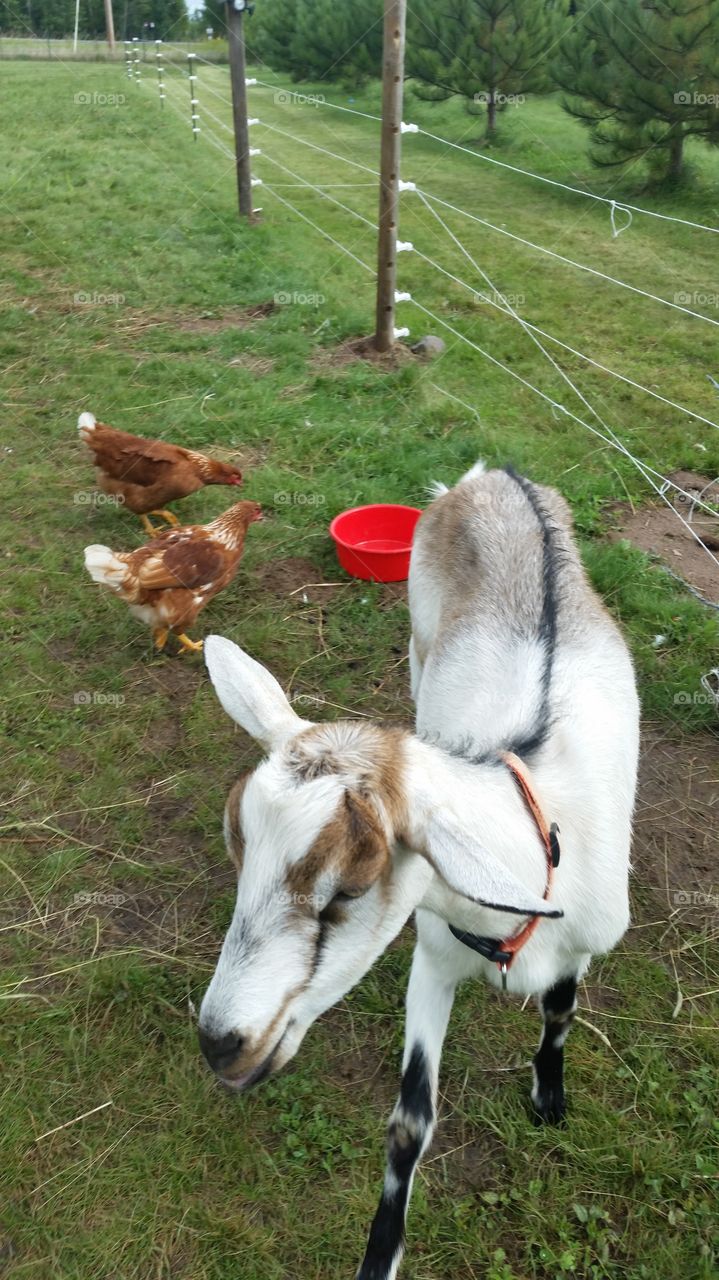 Goat and chickens