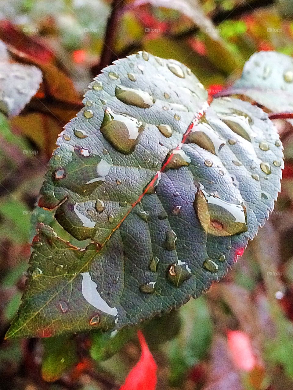 Rain drops, leaf