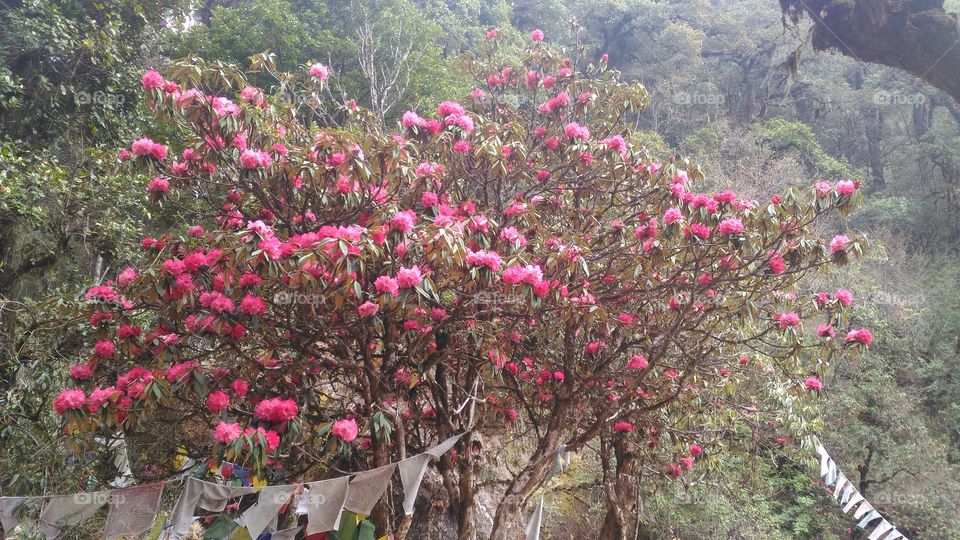 rhododendron flower...🌺🌻🌼☘🌹