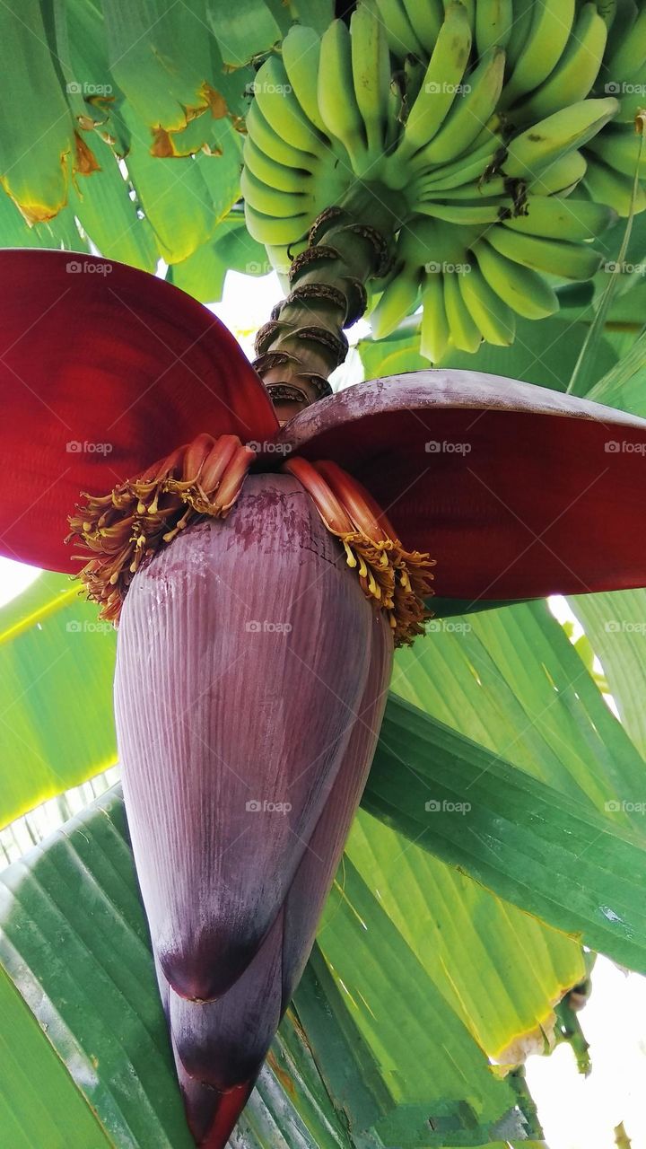 Viva Magenta. Pantone's color