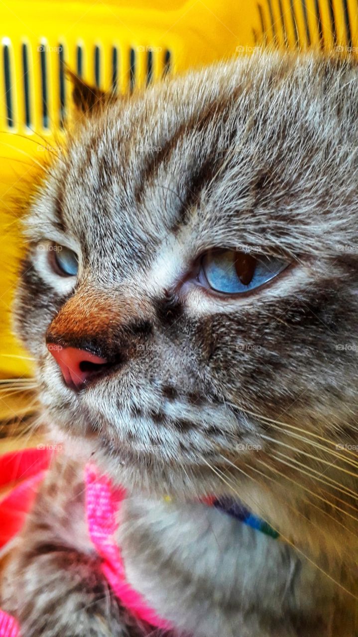 Beautiful eyes of The Grumpy Cat