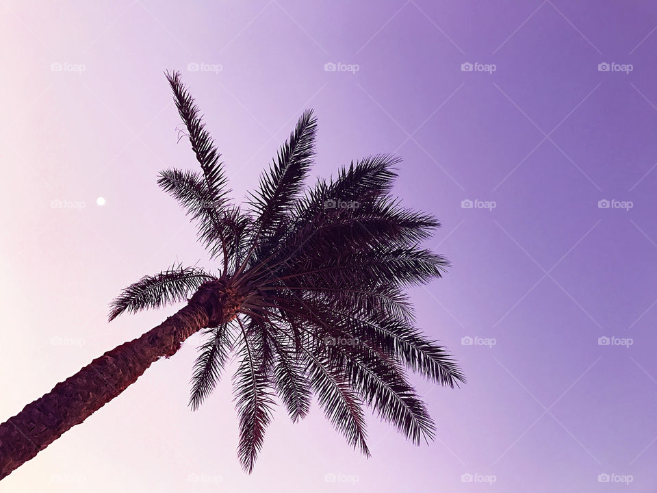 Palm tree silhouette on purple evening sky with a moon background 