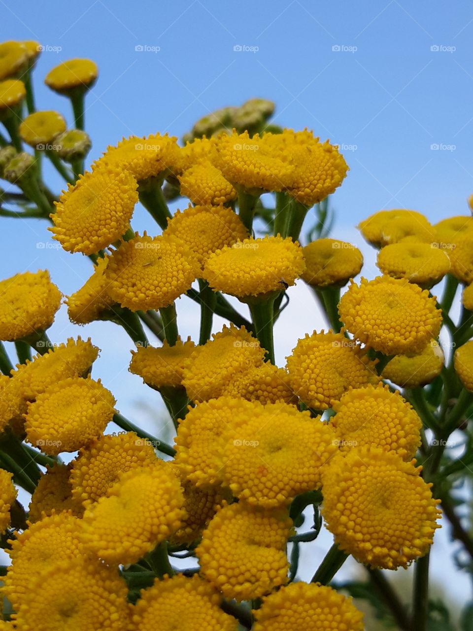 Yellow flowers on blue sky.