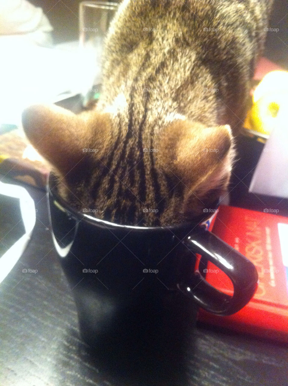 CAT IN A CUP
