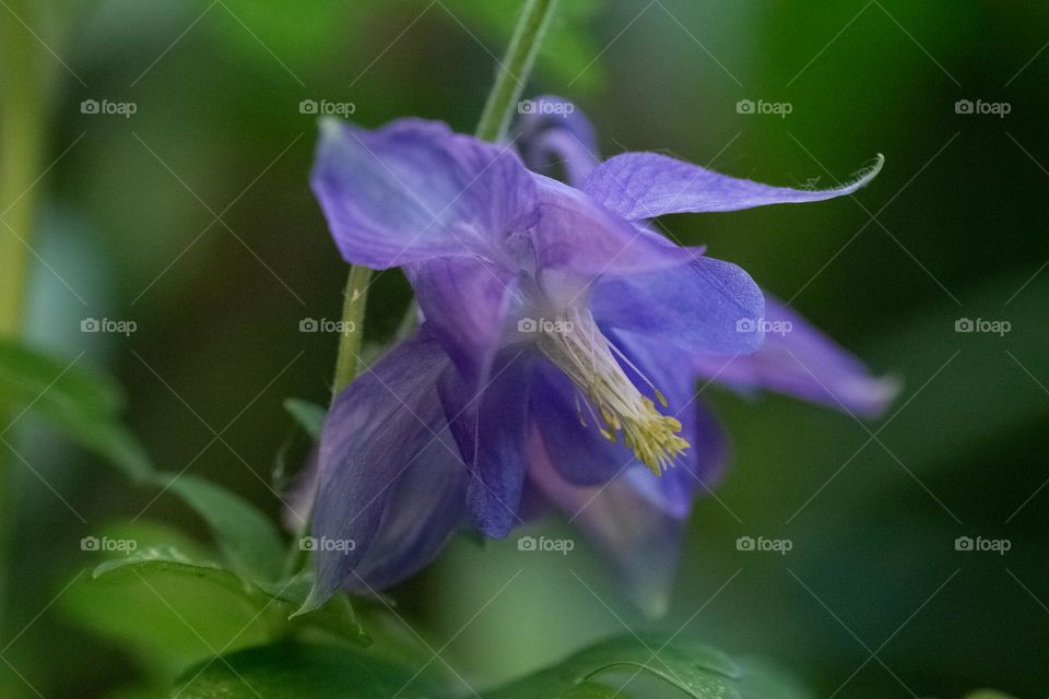 Spring flowers 