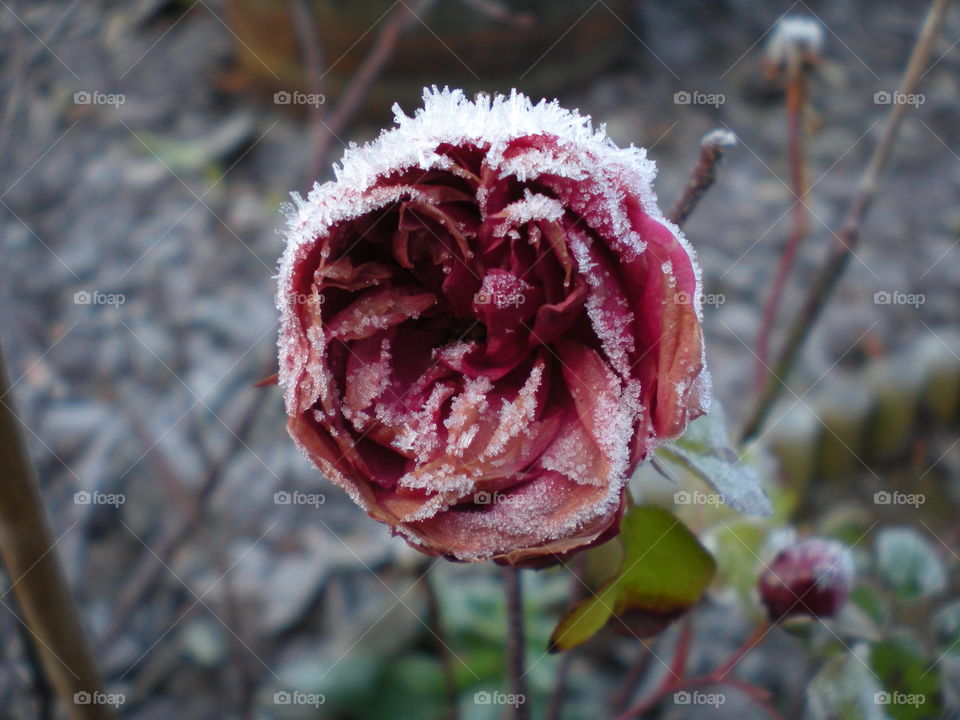 Frozen rose