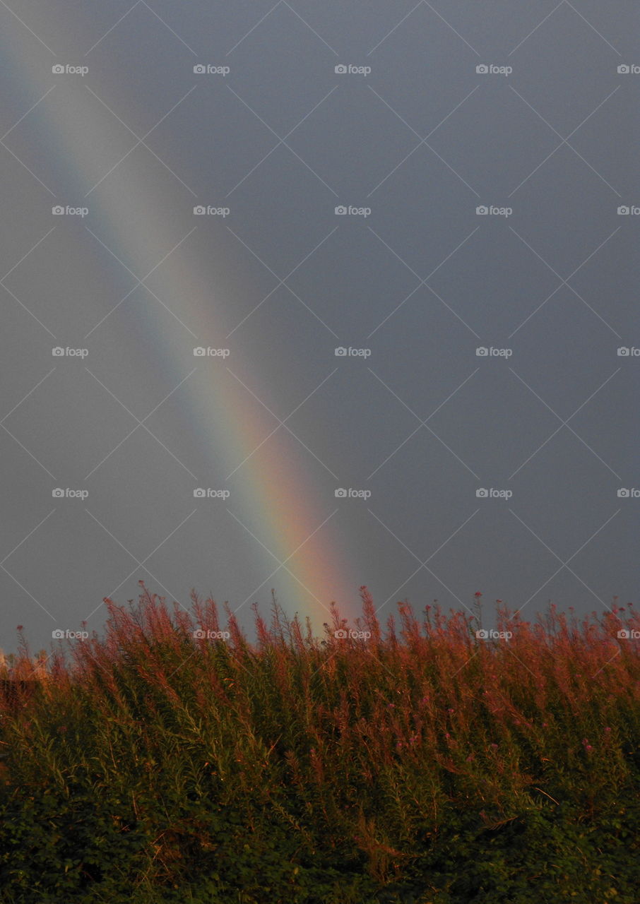 The rain is coming. Rainbow over willowherb flowers