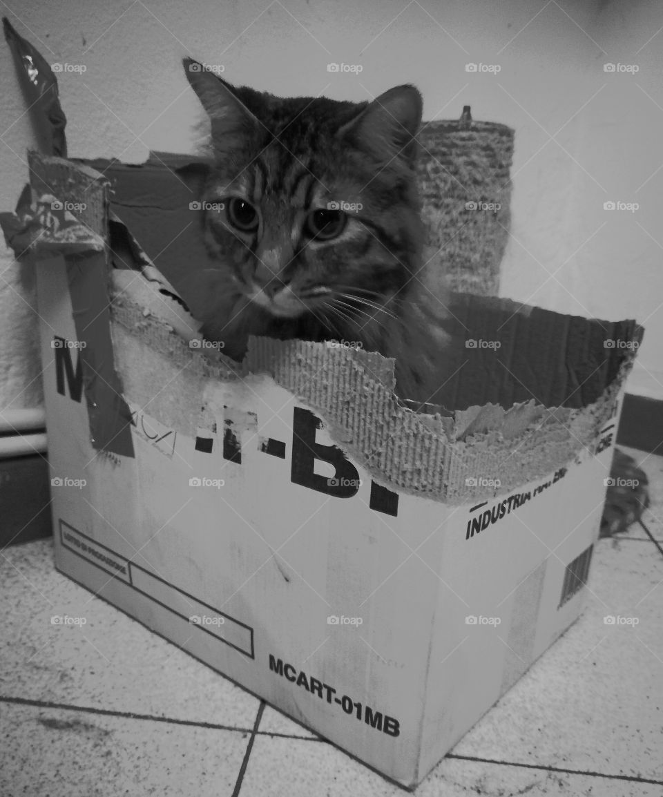 Cat in the box