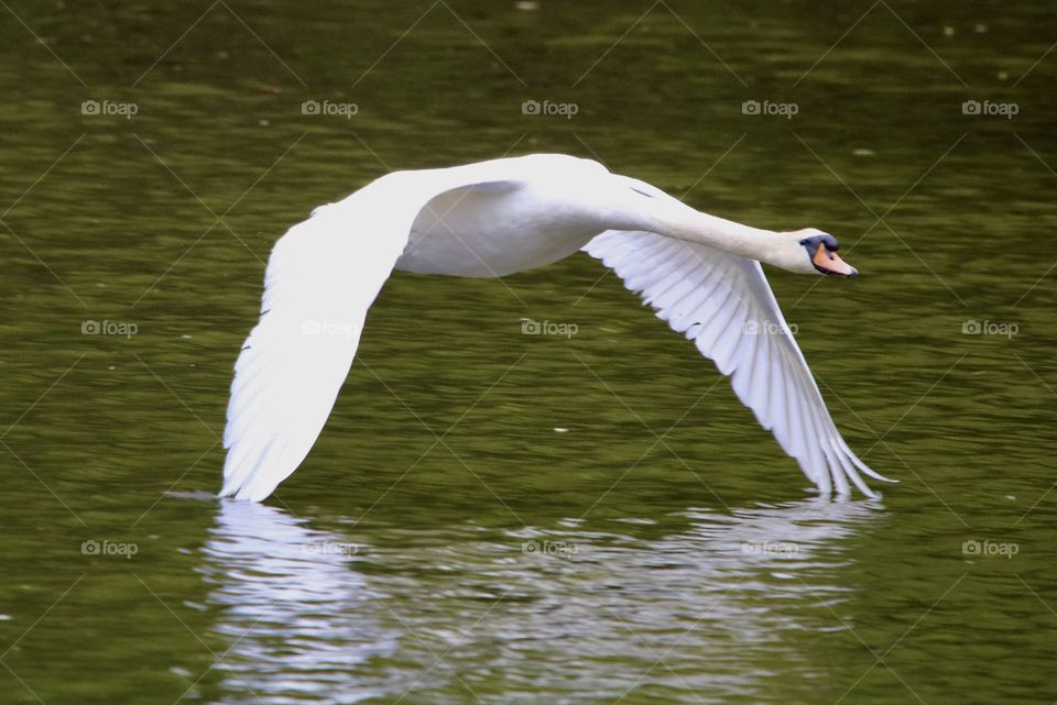 Swan in flight 