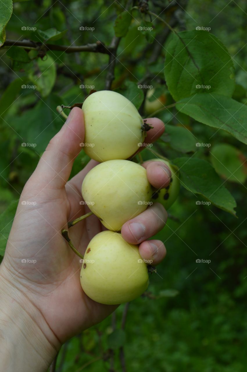 apples in my hand