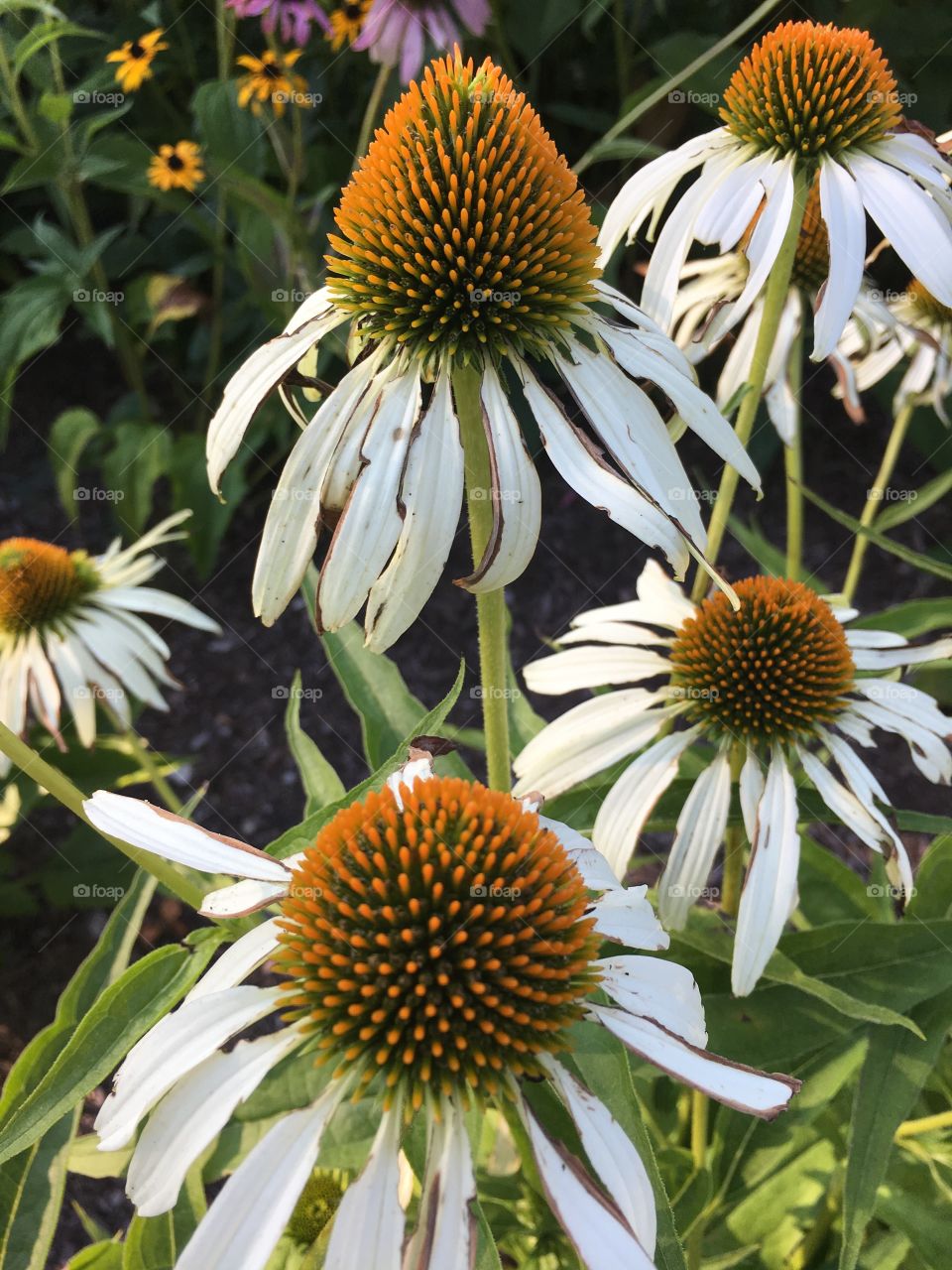 White coneflowers