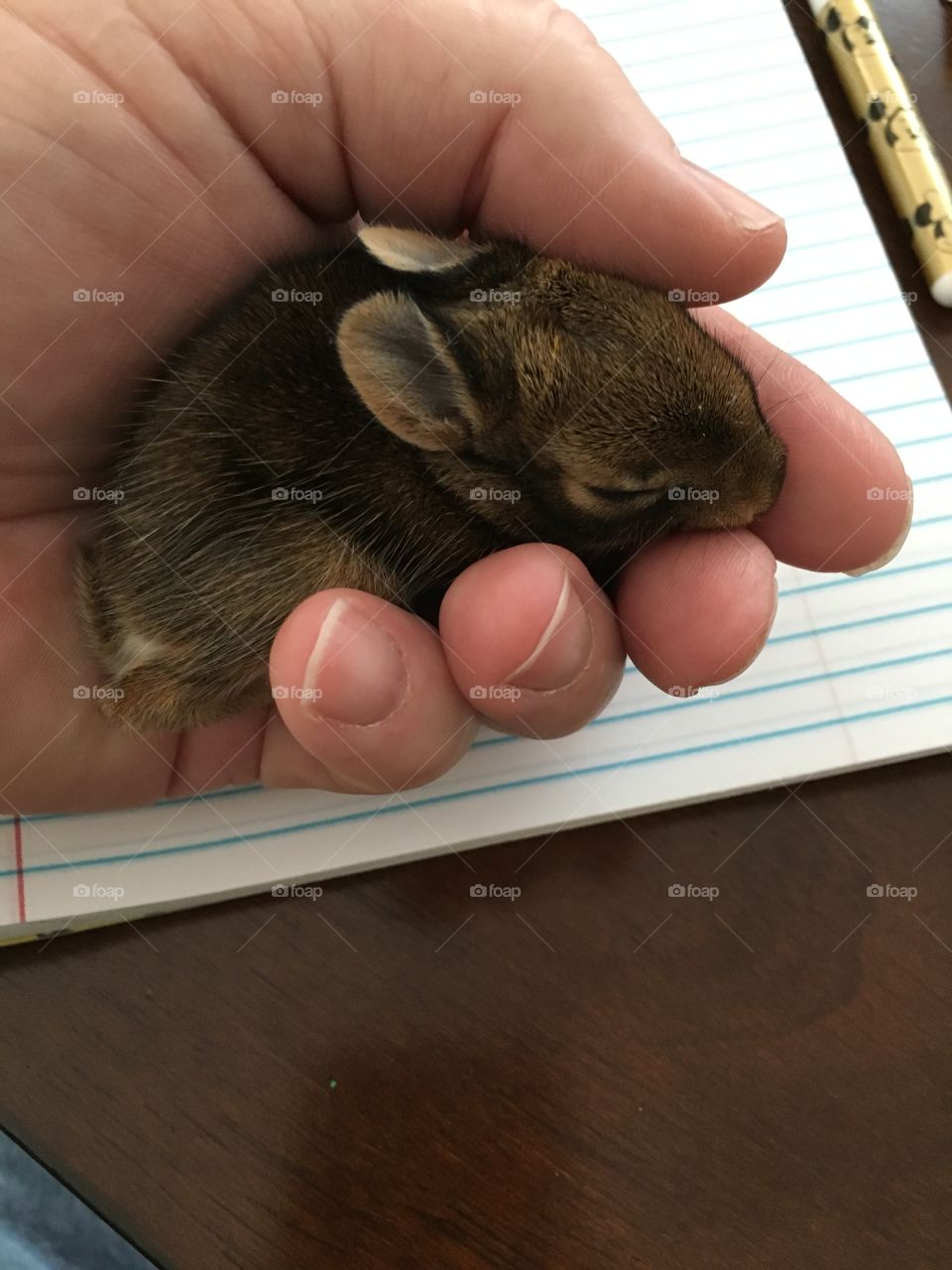 Baby bunny rabbit in the hand.
