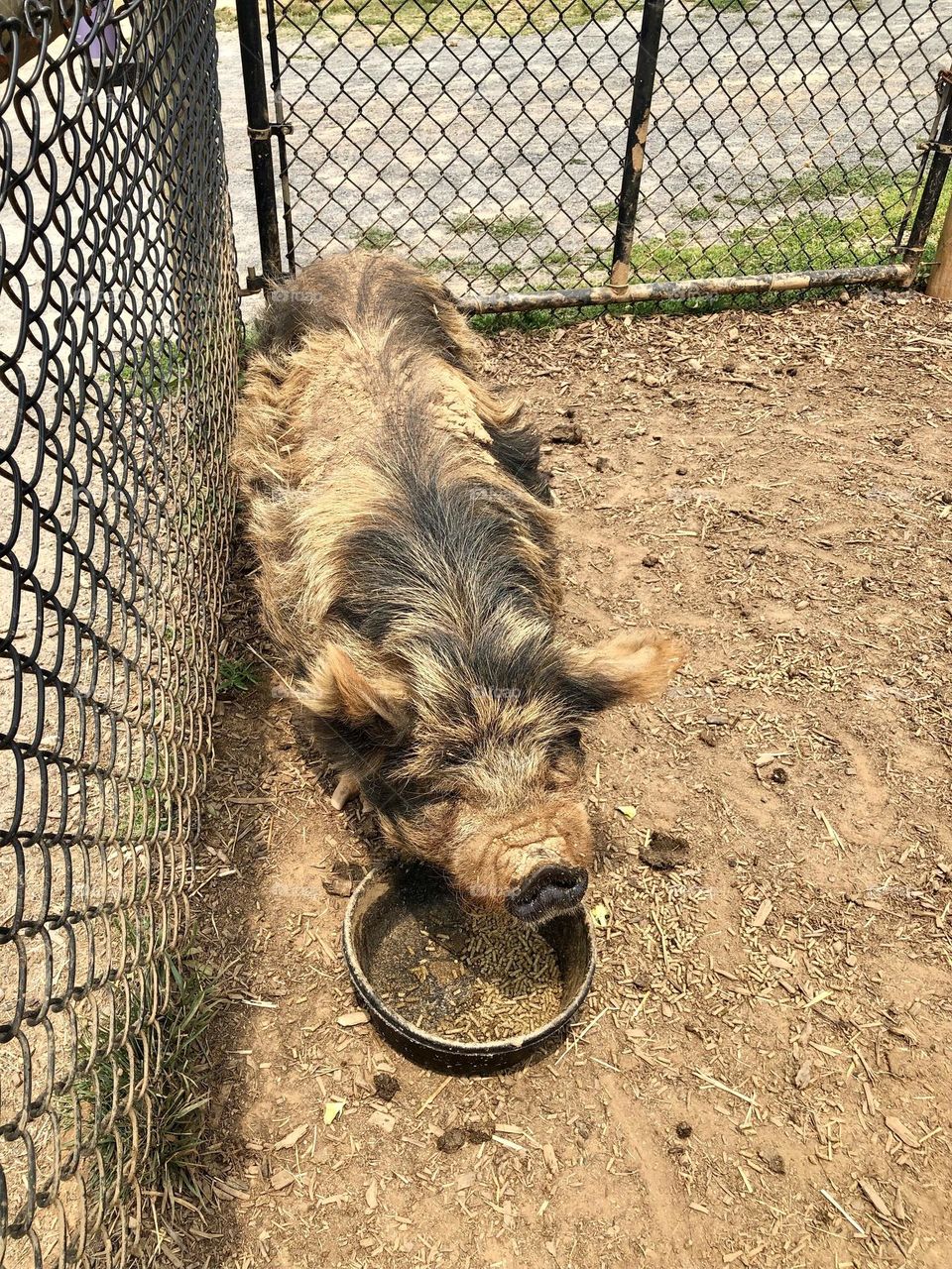 Piglet at the petting Zoo - Nova Wild Zoo at Reston Virginia 