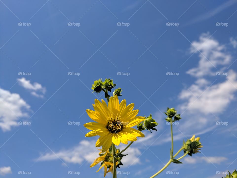 summer blooms