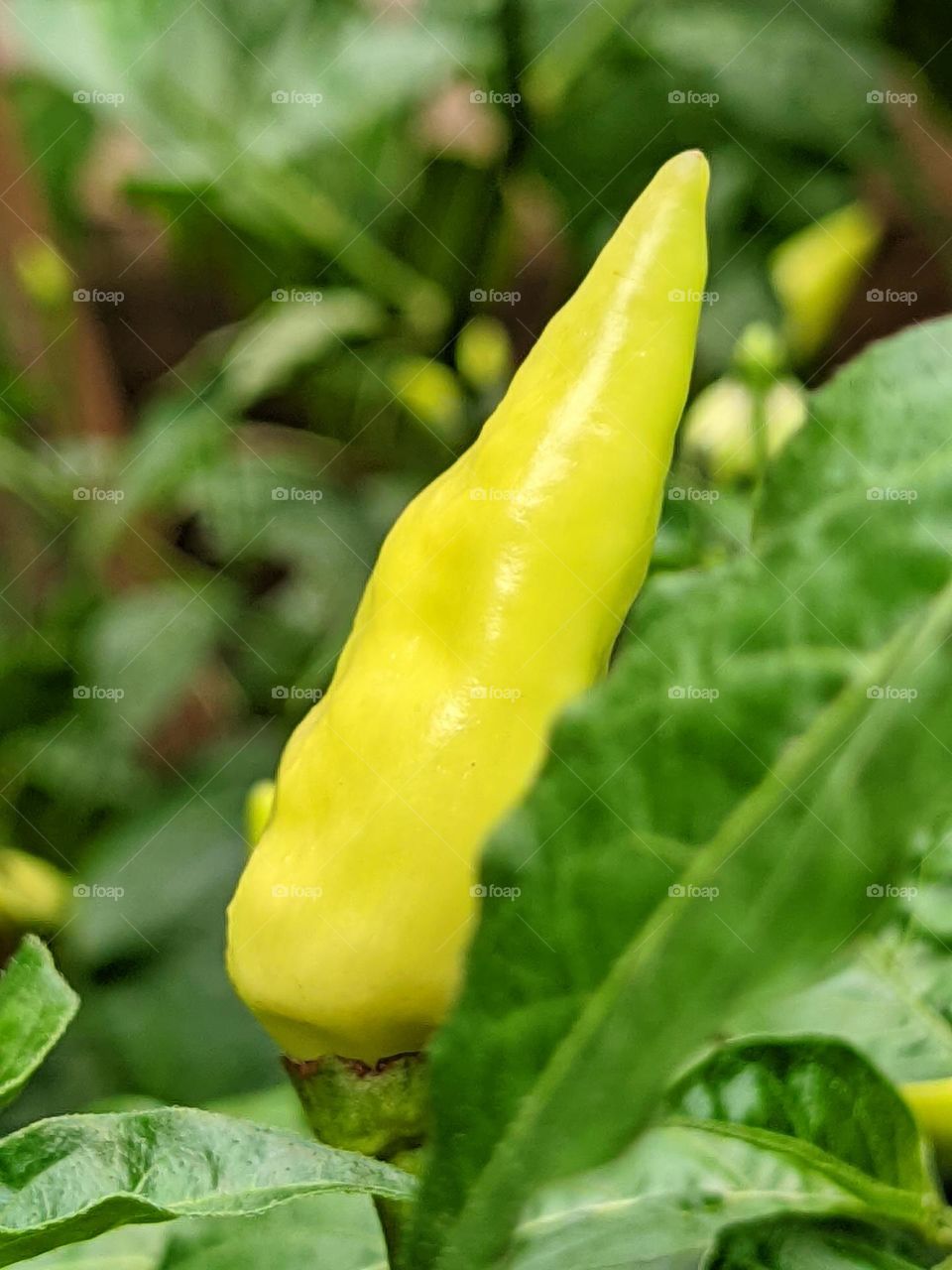 chilli🌶️