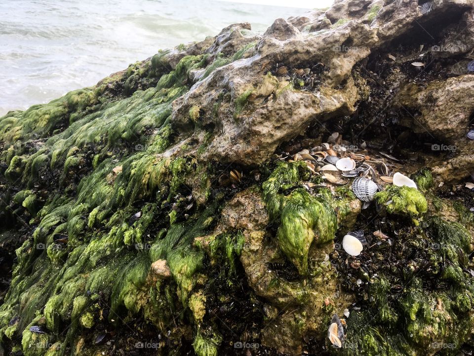 The seaweed and grit on a stone