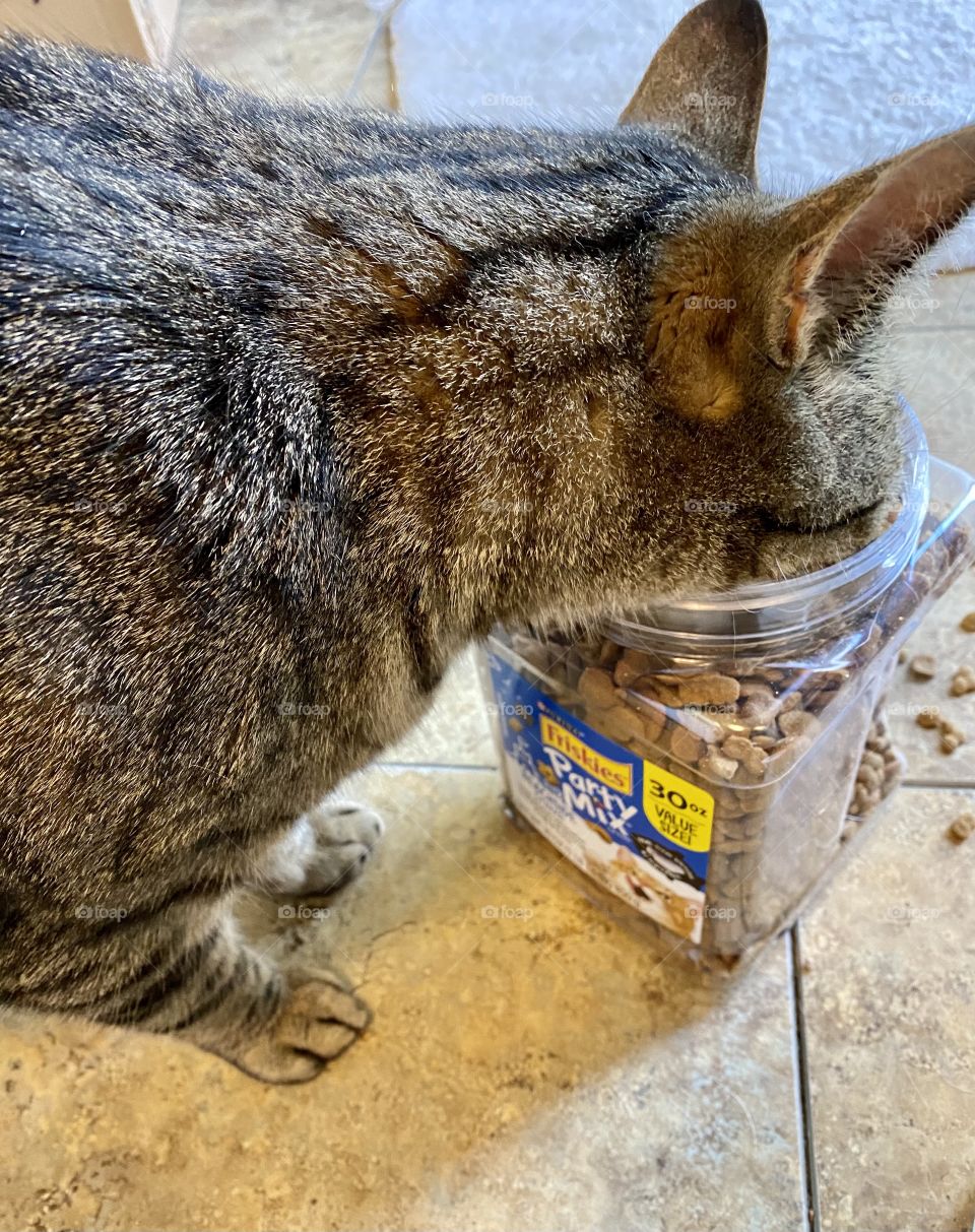 Tabby cat eating out of the cat treat jar